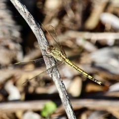 Orthetrum caledonicum (Blue Skimmer) at Bournda National Park - 4 Jan 2018 by RossMannell