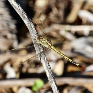 Orthetrum caledonicum at Bournda, NSW - 4 Jan 2018 06:14 PM