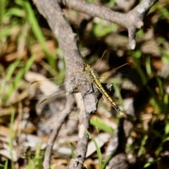 Orthetrum caledonicum at Bournda, NSW - 4 Jan 2018 06:14 PM