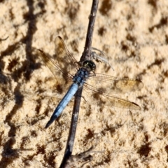 Orthetrum caledonicum at Bournda, NSW - 4 Jan 2018 06:14 PM