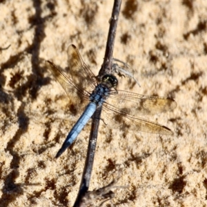 Orthetrum caledonicum at Bournda, NSW - 4 Jan 2018 06:14 PM