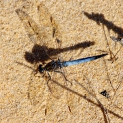 Orthetrum caledonicum at Bournda, NSW - 4 Jan 2018 06:14 PM