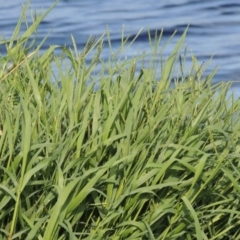 Paspalum distichum (Water Couch) at Jerrabomberra Wetlands - 13 Dec 2017 by michaelb