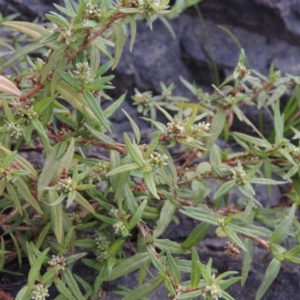 Persicaria prostrata at Molonglo River Reserve - 12 Feb 2018