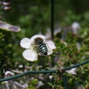 Bembix sp. (genus) at Acton, ACT - 14 Nov 2017