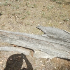 Papyrius nitidus at Jerrabomberra, ACT - 2 Mar 2018