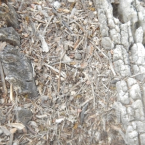 Papyrius nitidus at Jerrabomberra, ACT - 2 Mar 2018