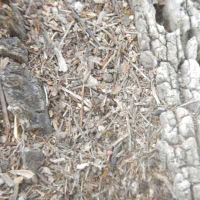 Papyrius nitidus (Shining Coconut Ant) at Jerrabomberra, ACT - 2 Mar 2018 by MichaelMulvaney