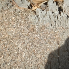 Papyrius nitidus at Jerrabomberra, ACT - 2 Mar 2018