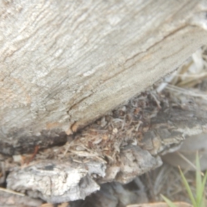 Papyrius nitidus at Jerrabomberra, ACT - 2 Mar 2018