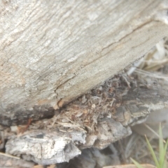 Papyrius nitidus (Shining Coconut Ant) at Callum Brae - 2 Mar 2018 by MichaelMulvaney