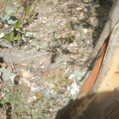 Papyrius nitidus at Jerrabomberra, ACT - 2 Mar 2018