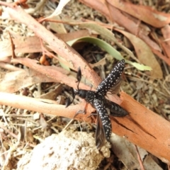 Rhipicera (Agathorhipis) femorata (Feather-horned beetle) at Mulligans Flat - 2 Mar 2018 by Qwerty