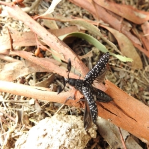 Rhipicera (Agathorhipis) femorata at Gungahlin, ACT - 2 Mar 2018