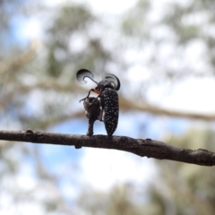 Rhipicera (Agathorhipis) femorata at Gungahlin, ACT - 2 Mar 2018