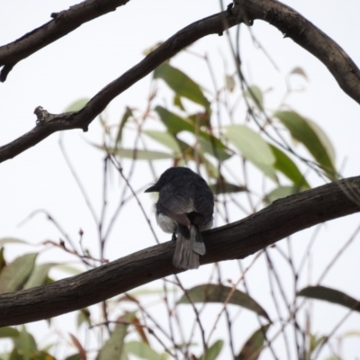 Myiagra rubecula (Leaden Flycatcher) at Mulligans Flat - 2 Mar 2018 by Qwerty