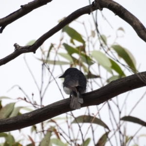 Myiagra rubecula at Gungahlin, ACT - 2 Mar 2018