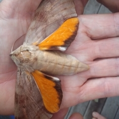 Coequosa australasiae (Double Headed Hawk Moth) at Four Winds Bioblitz Reference Sites - 2 Mar 2018 by narelle