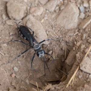 Turneromyia sp. (genus) at Murrumbateman, NSW - 2 Mar 2018 12:00 AM