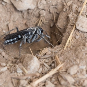 Turneromyia sp. (genus) at Murrumbateman, NSW - 2 Mar 2018 12:00 AM