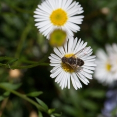 Villa sp. (genus) (Unidentified Villa bee fly) at Murrumbateman, NSW - 2 Mar 2018 by SallyandPeter