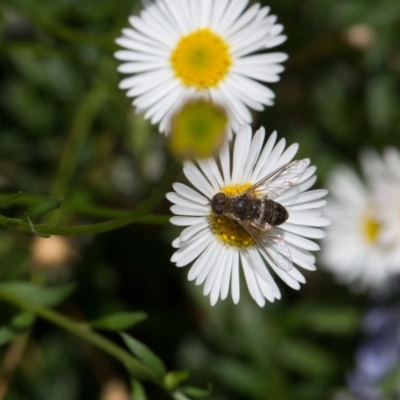 Villa sp. (genus) (Unidentified Villa bee fly) at Murrumbateman, NSW - 2 Mar 2018 by SallyandPeter