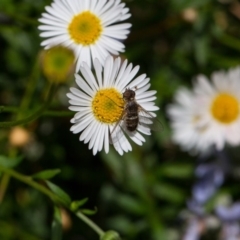 Villa sp. (genus) at Murrumbateman, NSW - 2 Mar 2018