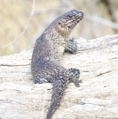 Egernia cunninghami (Cunningham's Skink) at Red Hill Nature Reserve - 2 Mar 2018 by JackyF