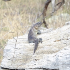 Egernia cunninghami at Deakin, ACT - 2 Mar 2018 04:42 PM