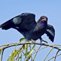 Eurystomus orientalis (Dollarbird) at Fyshwick, ACT - 2 Mar 2018 by RodDeb