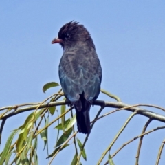 Eurystomus orientalis at Fyshwick, ACT - 2 Mar 2018