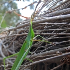 Acrida conica (Giant green slantface) at Fyshwick, ACT - 2 Mar 2018 by RodDeb