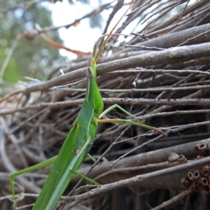 Acrida conica at Fyshwick, ACT - 2 Mar 2018