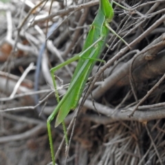 Acrida conica at Fyshwick, ACT - 2 Mar 2018