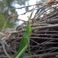 Acrida conica at Fyshwick, ACT - 2 Mar 2018