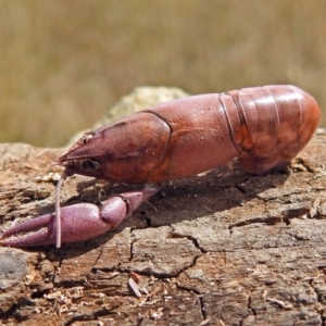 Cherax destructor at Fyshwick, ACT - 2 Mar 2018 12:50 PM