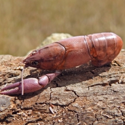 Cherax destructor (Common Yabby) at Jerrabomberra Wetlands - 2 Mar 2018 by RodDeb