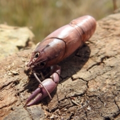 Cherax destructor at Fyshwick, ACT - 2 Mar 2018 12:50 PM