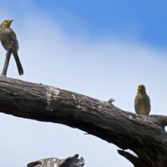 Ptilotula penicillata (White-plumed Honeyeater) at Fyshwick, ACT - 2 Mar 2018 by RodDeb