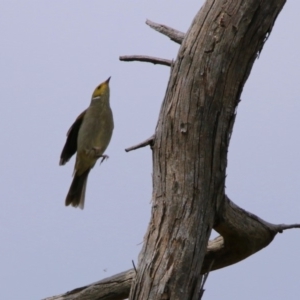 Ptilotula penicillata at Fyshwick, ACT - 2 Mar 2018