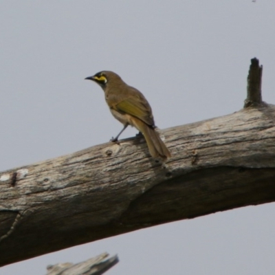 Caligavis chrysops (Yellow-faced Honeyeater) at Jerrabomberra Wetlands - 2 Mar 2018 by RodDeb