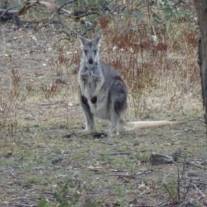 Osphranter robustus robustus at Red Hill, ACT - 1 Mar 2018