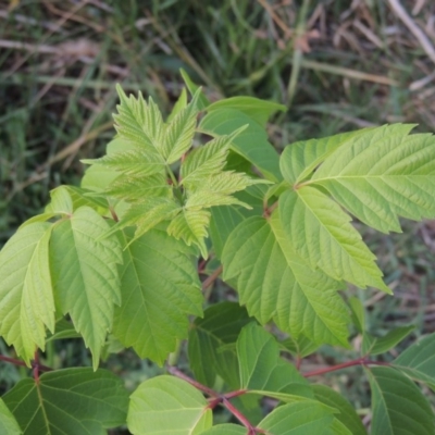 Acer negundo (Box Elder) at Coombs, ACT - 12 Feb 2018 by MichaelBedingfield