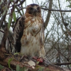 Hieraaetus morphnoides (Little Eagle) at Red Hill, ACT - 2 Mar 2018 by roymcd