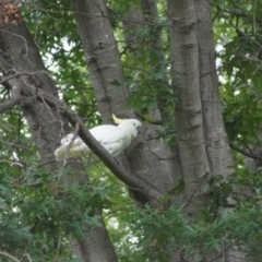 Cacatua galerita (Sulphur-crested Cockatoo) at Parkes, ACT - 26 Feb 2018 by Tammy