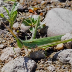 Acrida conica (Giant green slantface) at Stromlo, ACT - 1 Mar 2018 by KenT