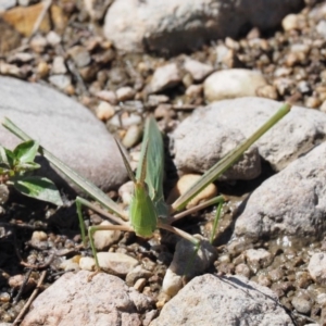 Acrida conica at Stromlo, ACT - 1 Mar 2018