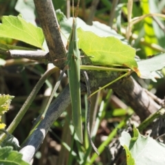 Acrida conica at Stromlo, ACT - 1 Mar 2018