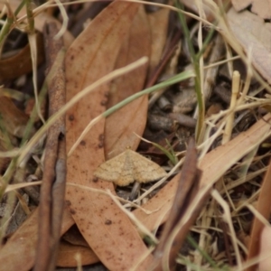 Scopula rubraria at Barton, ACT - 19 Feb 2018