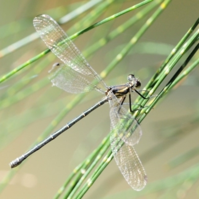 Austroargiolestes icteromelas (Common Flatwing) at Coree, ACT - 1 Mar 2018 by KenT